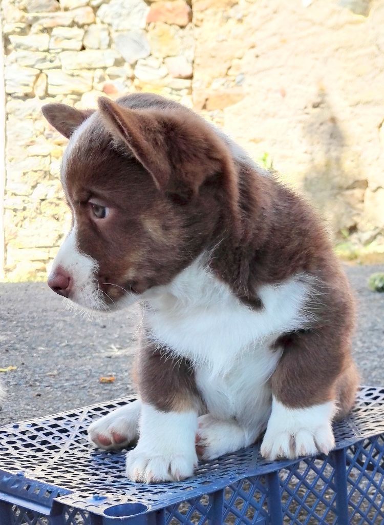 Tosca