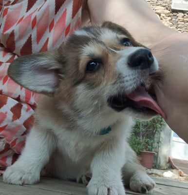 Les chiots de Welsh Corgi Pembroke