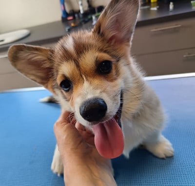 Les chiots de Welsh Corgi Pembroke