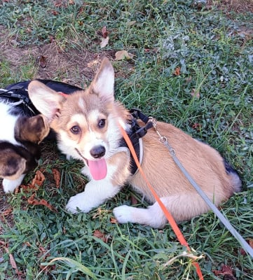 Les chiots de Welsh Corgi Pembroke