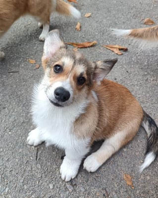 Les chiots de Welsh Corgi Pembroke