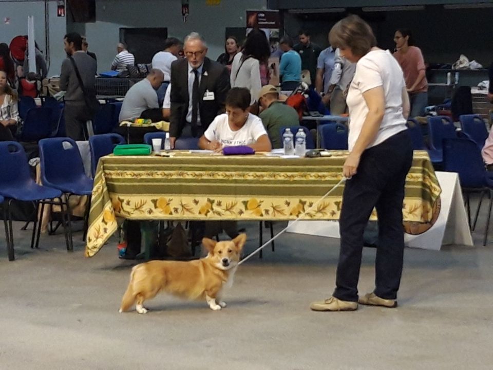 Orell ursa major Des Boroillots - 1er excellent classe intermédiaire Réserve CACS