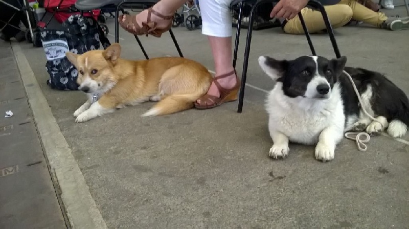 Joey (from cicamatus) (Sans Affixe) - 1er excellent Meilleur de race CACS CACIB