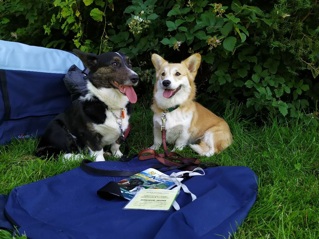 wind of grand Sonata - 1er très bon