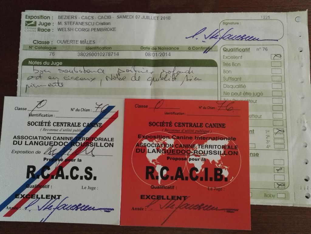 Joey (from cicamatus) (Sans Affixe) - 1er excellent RCACS RCACIB