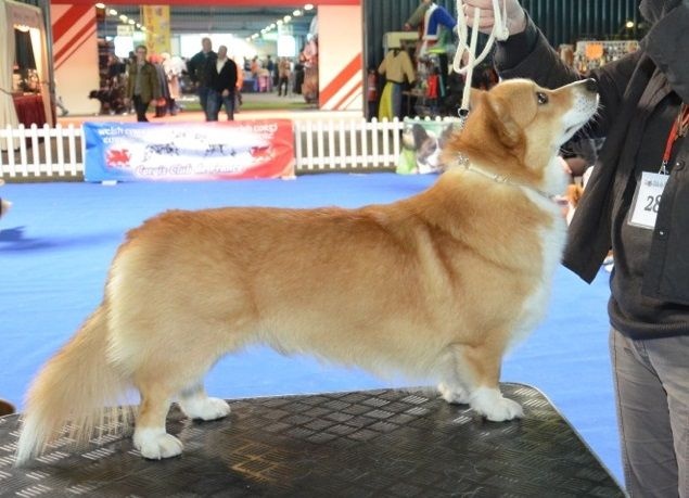 Joey (from cicamatus) (Sans Affixe) - Excellent