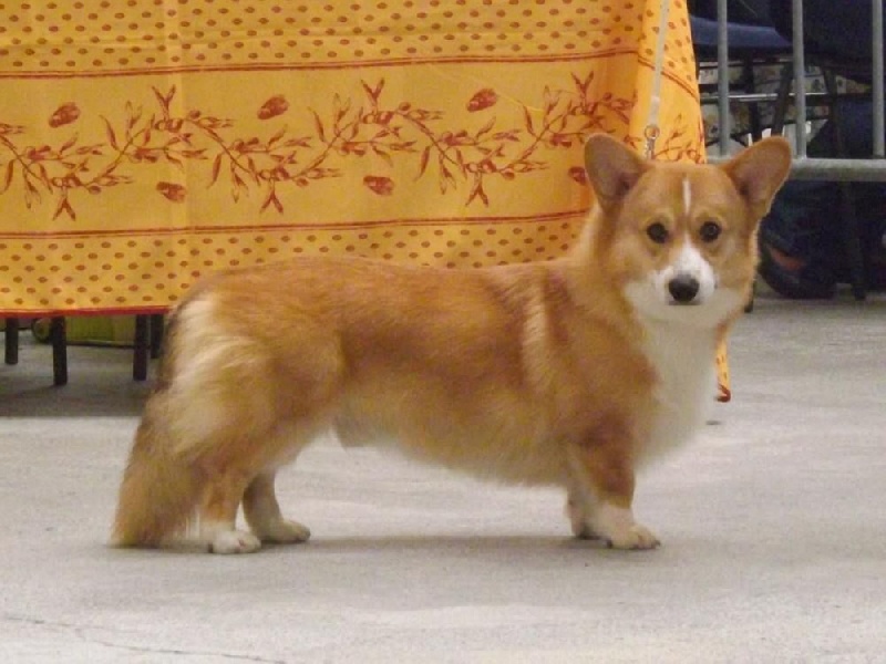 Joey (from cicamatus) (Sans Affixe) - 2°excellent