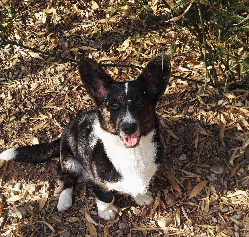 wind of grand Sonata - Très prometteur, meilleur puppy