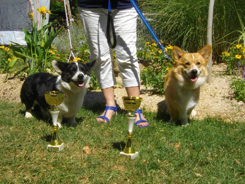 Joey (from cicamatus) (Sans Affixe) - 1er excellent Meilleur de race CACS, classe intermédiaire.