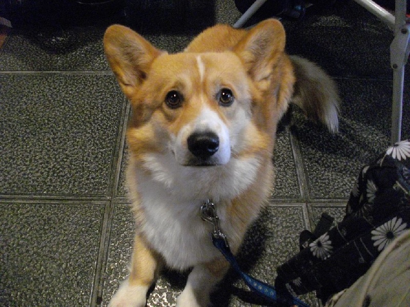 Joey (from cicamatus) (Sans Affixe) - 1er excellent, CACS, meilleur de race.