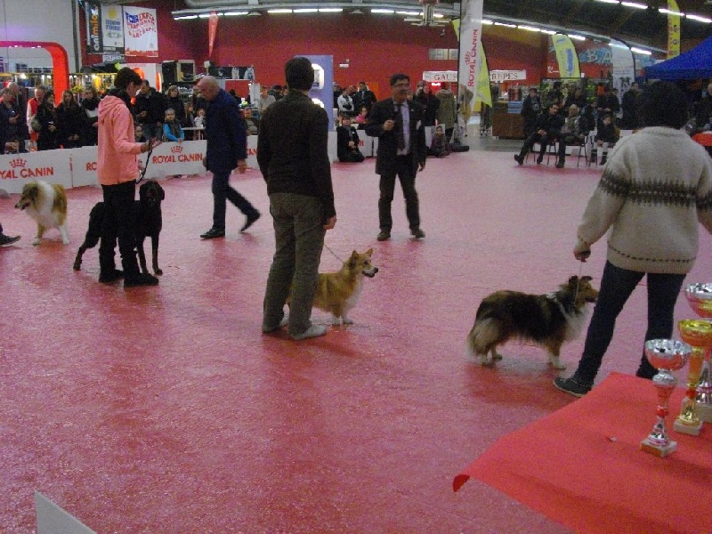 Joey (from cicamatus) (Sans Affixe) - 1er excellent Meilleur jeune