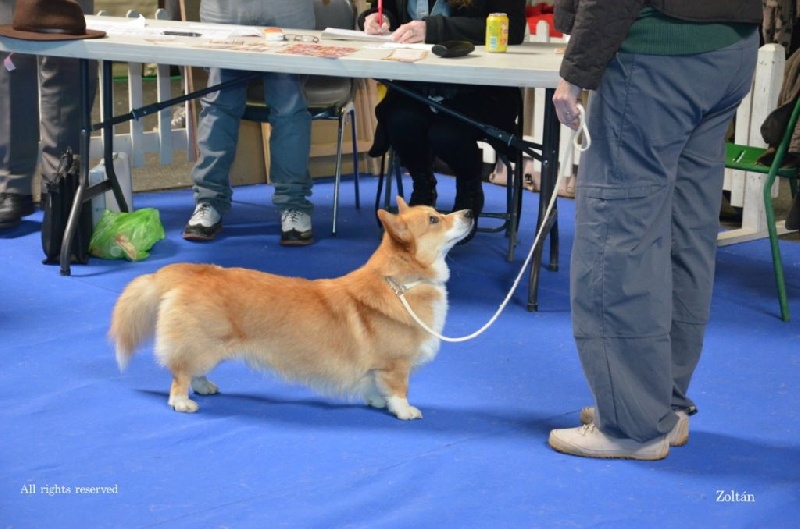 Joey (from cicamatus) (Sans Affixe) - 3ème Excellent