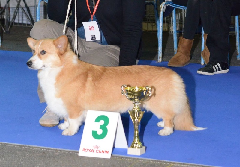 Joey (from cicamatus) (Sans Affixe) - 3° TB classe jeune