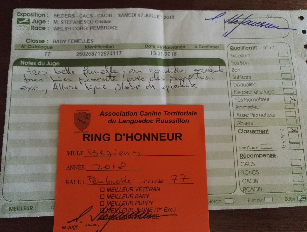 Orell ursa major Des Boroillots - Très prometteur-best baby