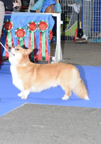 Joey (from cicamatus) (Sans Affixe) - 1er excellent classe jeune