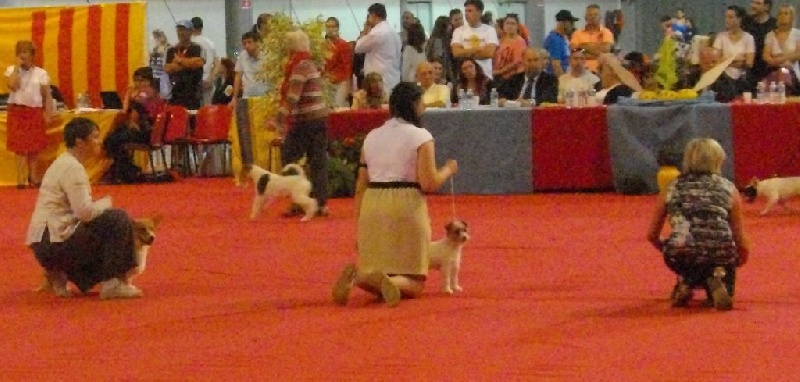 Joey (from cicamatus) (Sans Affixe) - 3ème best puppy journée du dimanche juge M. Chagnard