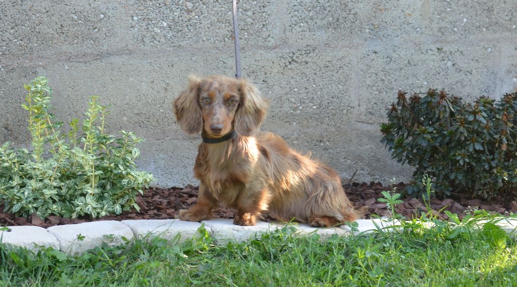 Volcane Du Domaine De Roujus