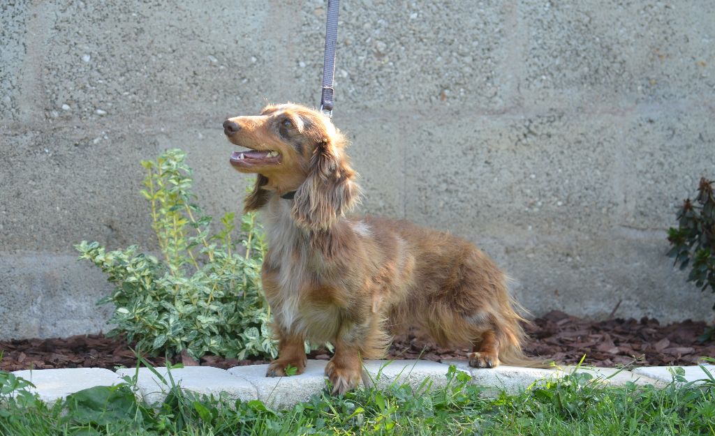 Vaïana Du Domaine De Roujus