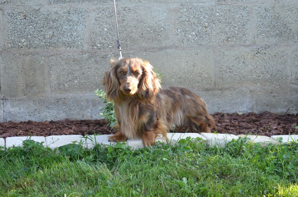 Végas Du Domaine De Roujus