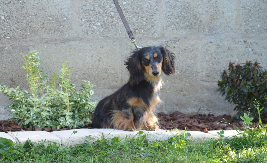 Vénézia Du Domaine De Roujus