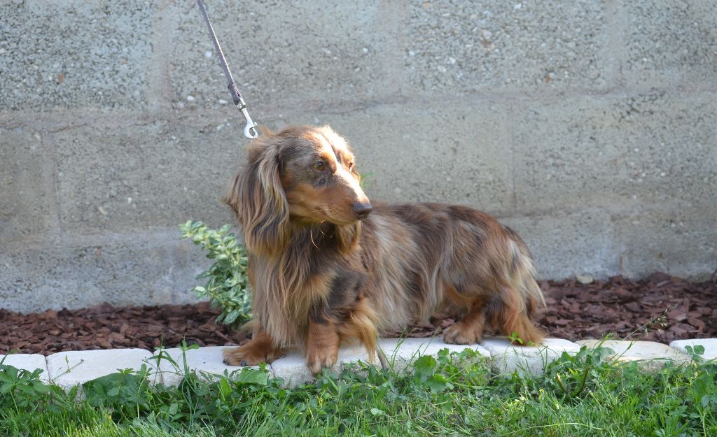 Végas Du Domaine De Roujus