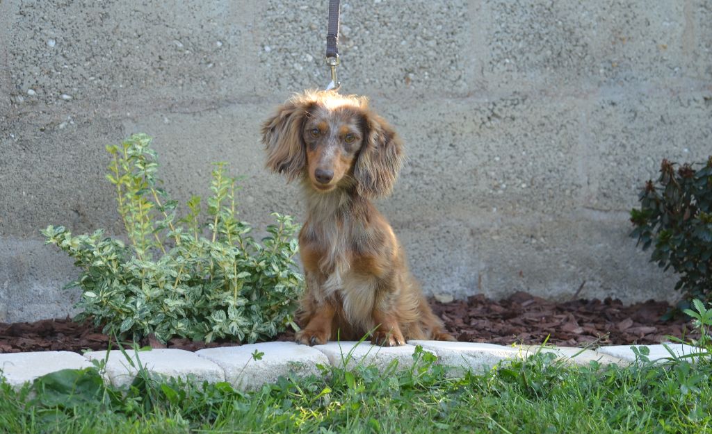 Vaïana Du Domaine De Roujus