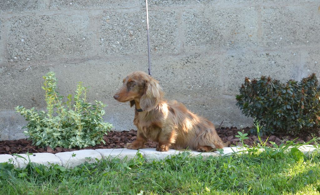 Volcane Du Domaine De Roujus