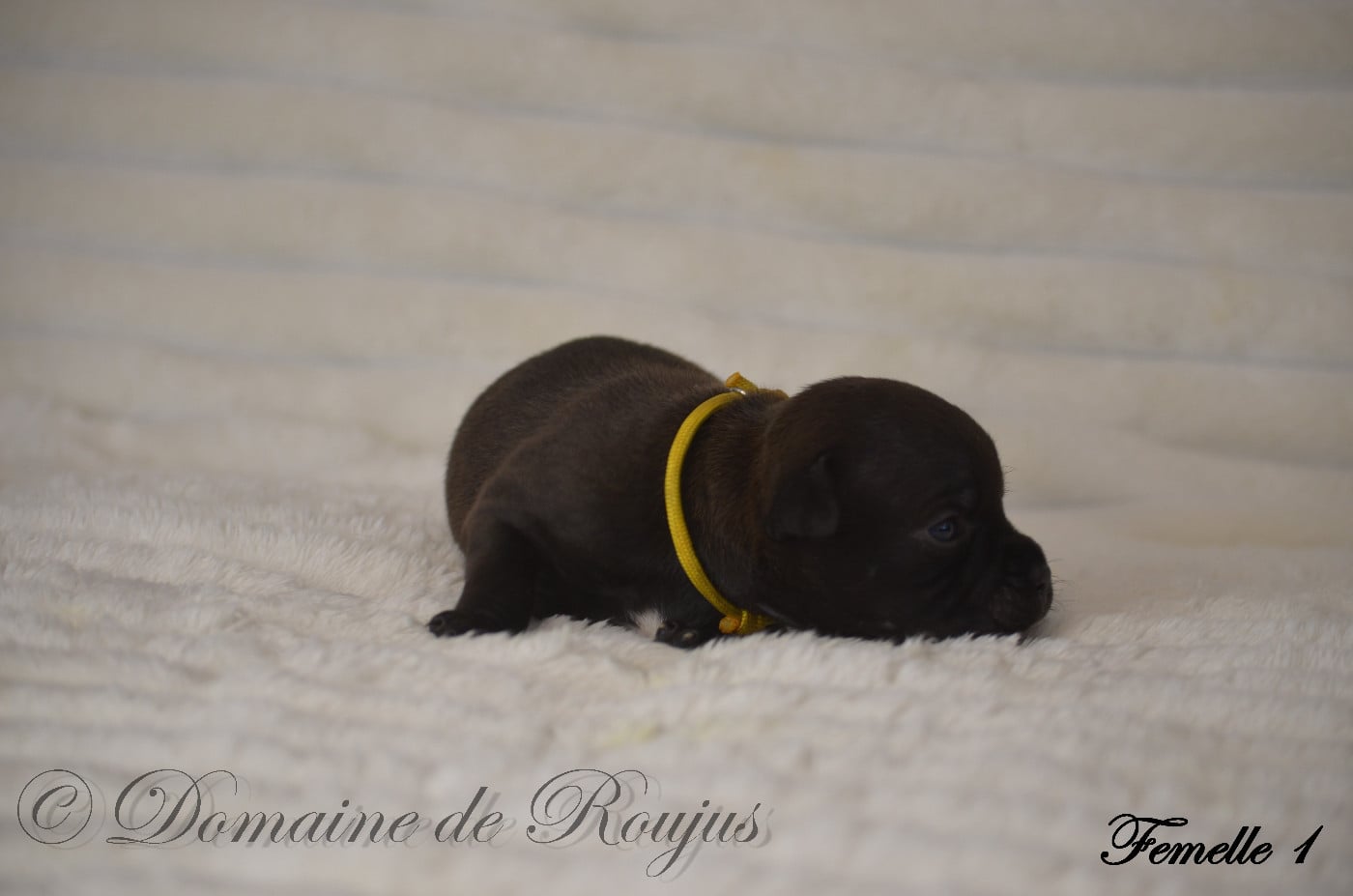 Staffordshire Bull Terrier - Du Domaine De Roujus