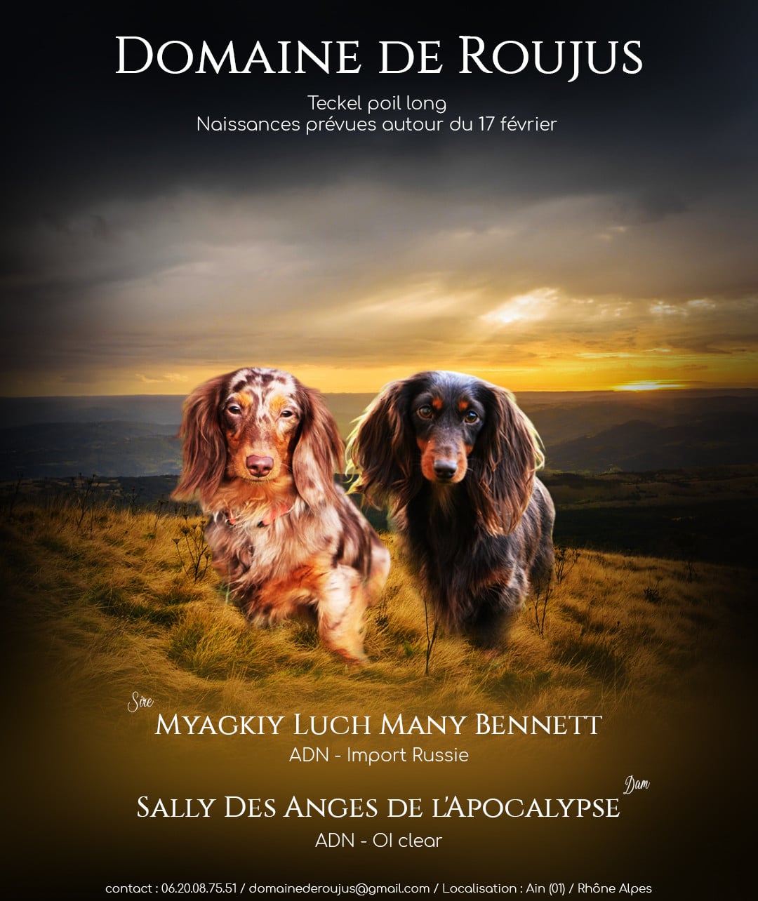 Teckel poil long - Du Domaine De Roujus