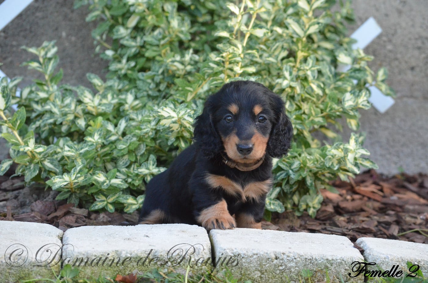 Chiot N°2