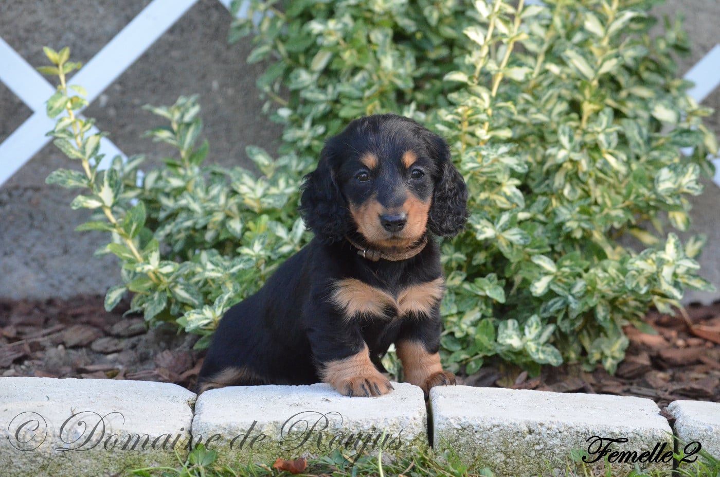 Chiot N°2