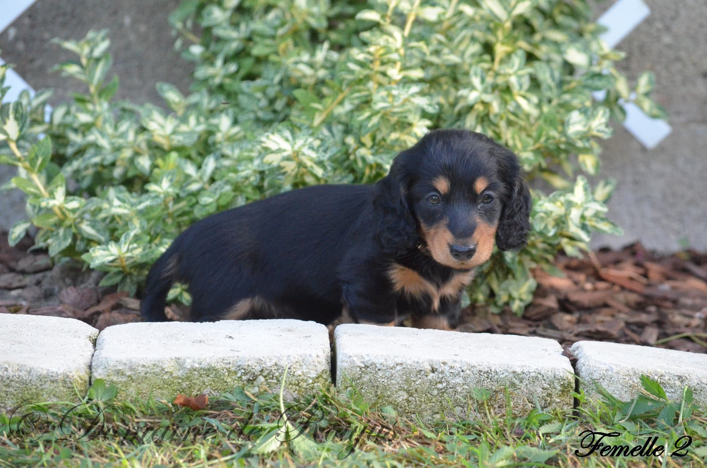 Chiot N°2