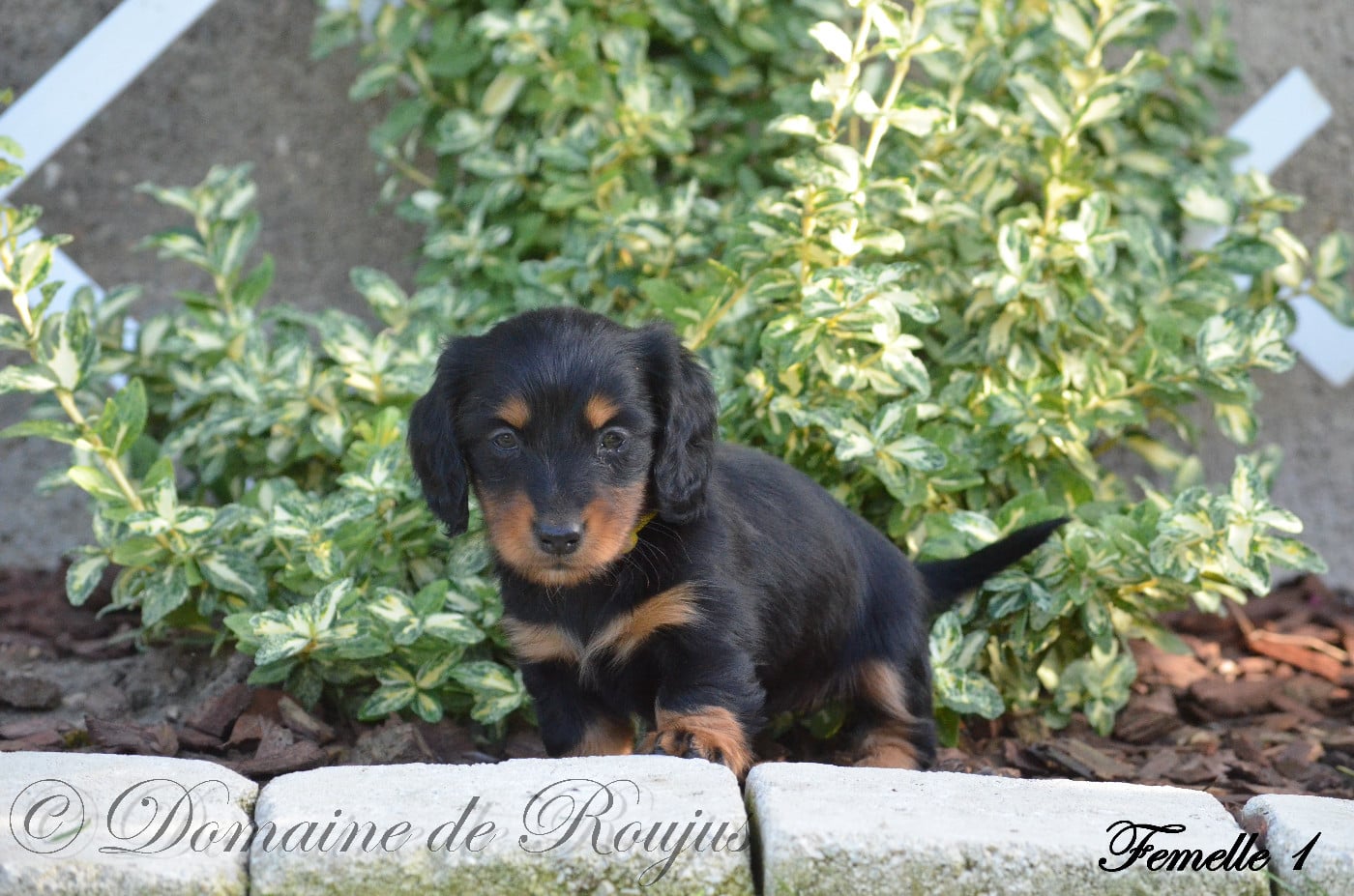 Chiot N°1