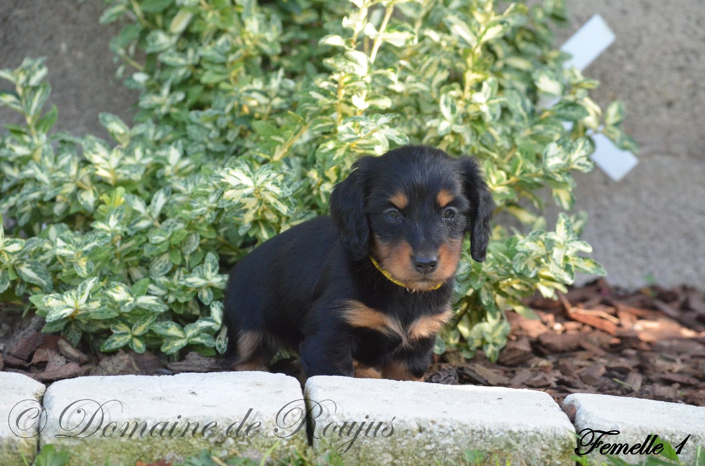 Chiot N°1