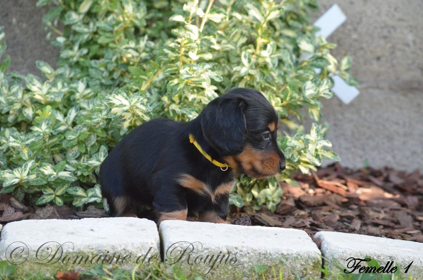 Chiot N°1