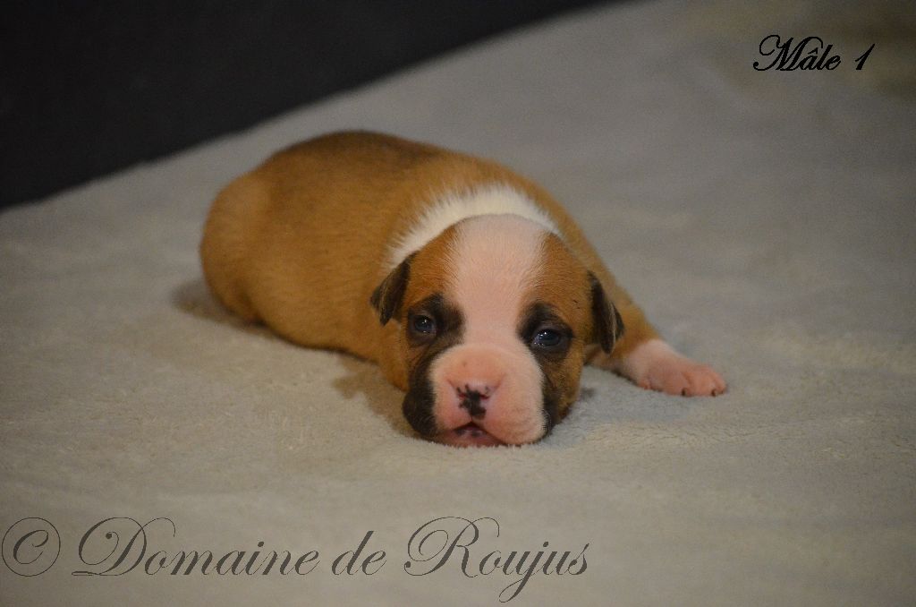 CHIOT - American Staffordshire Terrier