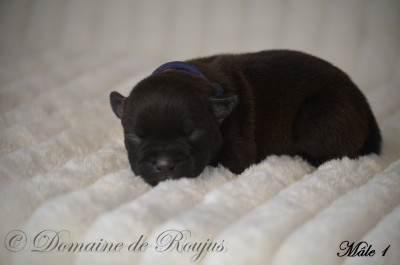 Les chiots de Staffordshire Bull Terrier