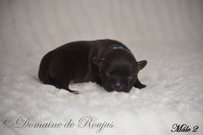 Les chiots de Staffordshire Bull Terrier