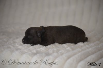 Les chiots de Staffordshire Bull Terrier