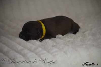 Les chiots de Staffordshire Bull Terrier