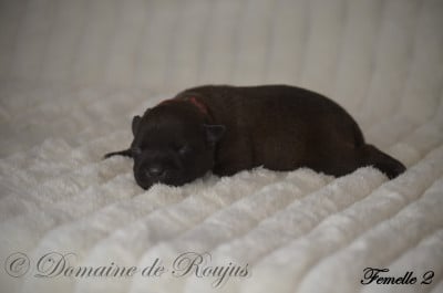 Les chiots de Staffordshire Bull Terrier