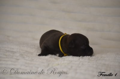 Les chiots de Staffordshire Bull Terrier