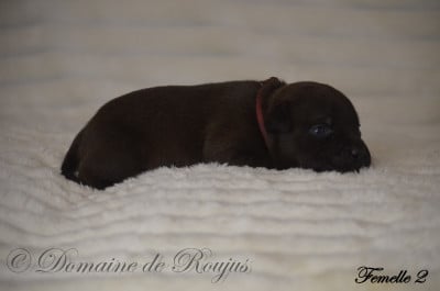 Les chiots de Staffordshire Bull Terrier