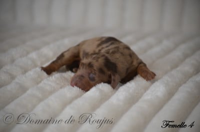 Les chiots de Teckel poil long