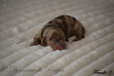 Les chiots de Teckel poil long