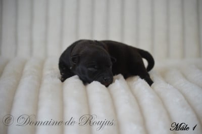 Les chiots de Staffordshire Bull Terrier