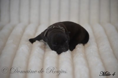 Les chiots de Staffordshire Bull Terrier