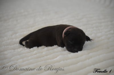 Les chiots de Staffordshire Bull Terrier