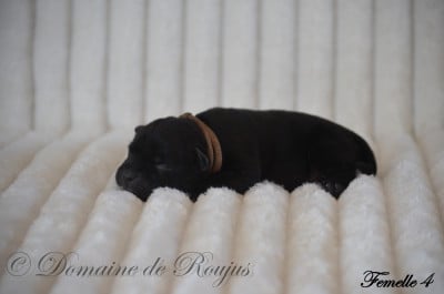 Les chiots de Staffordshire Bull Terrier
