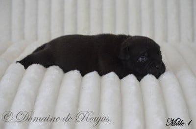 Les chiots de Staffordshire Bull Terrier